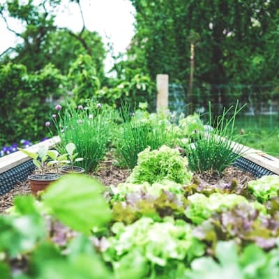 Young rambutan seedling