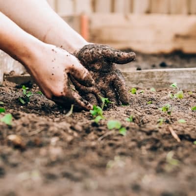 Organic fertilizers and compost
