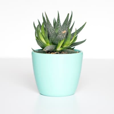 Indoor potted plants