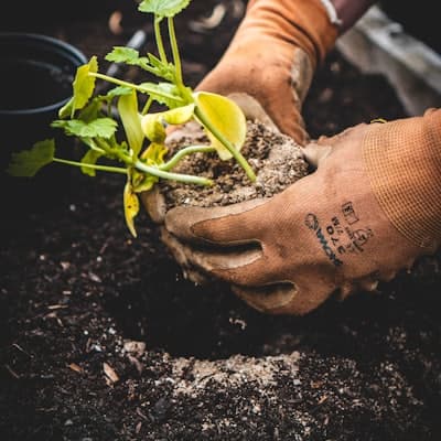 Organic vegetable seeds