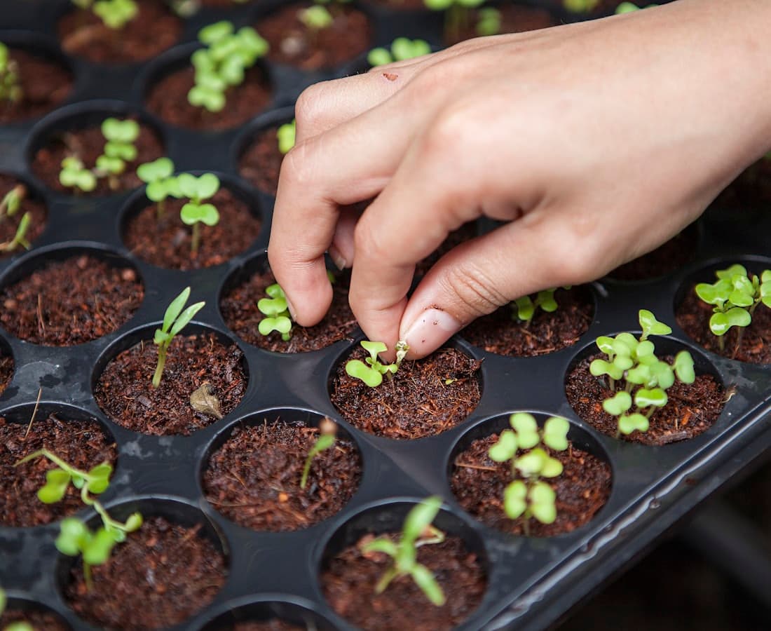 Hands planting young seedlings into propagation trays at the nursery
