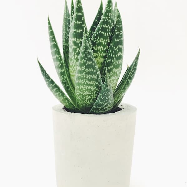 Money plant in a white ceramic pot