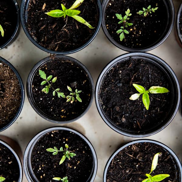 Organic vegetable seed combo pack